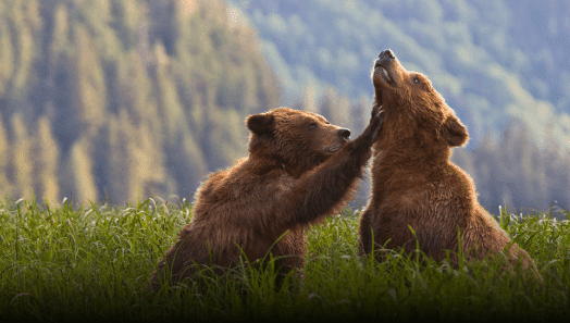 Canadian Wildlife Federation Membership and Donation Tracking System using Microsoft Power Platform